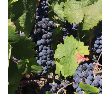 Primitivo Puglia