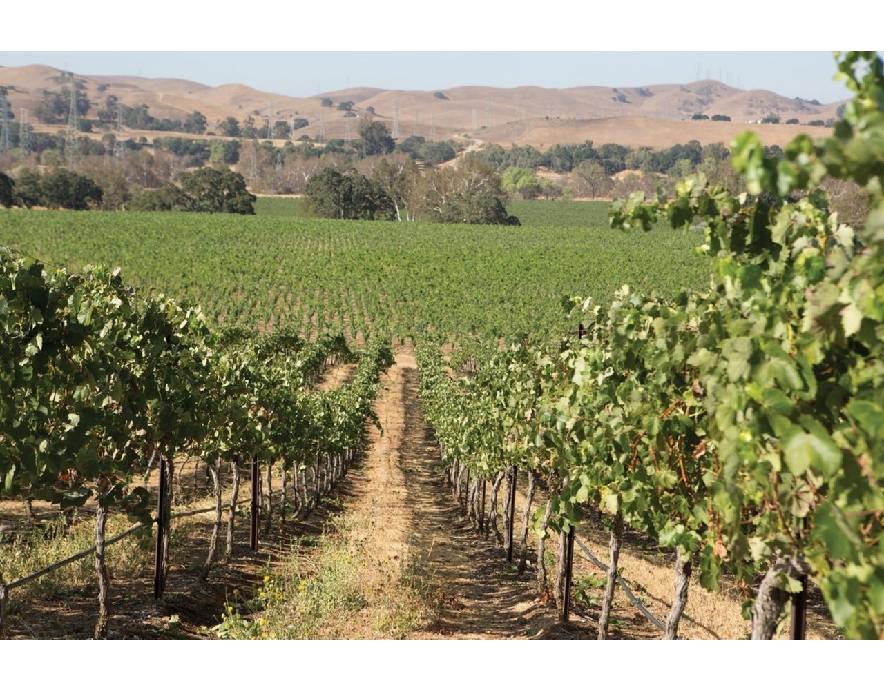 Wente Vineyards Wente Morning Fog Chardonnay