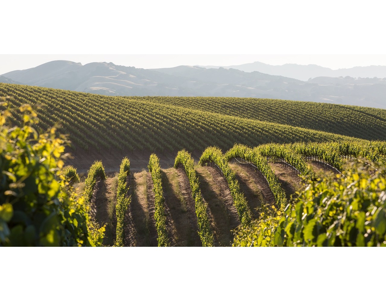 Wente Vineyards Wente Riva Ranch Reserve Chardonnay