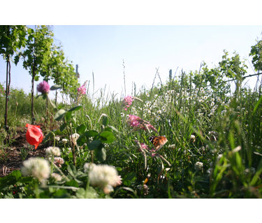Natuurwijn - Vin Nature
