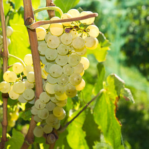 Malvasia