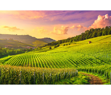 Piemonte wijn