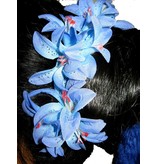 Haarblüte Lilien blau-türkis
