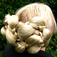 Elf Fantasy Updo