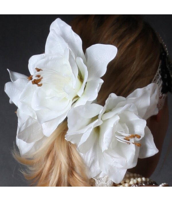 Weiße Amaryllis Haarblüte 2 x