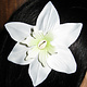 Weiße Stern Haarblumen
