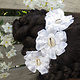 Cowry Bollywood Flowers white