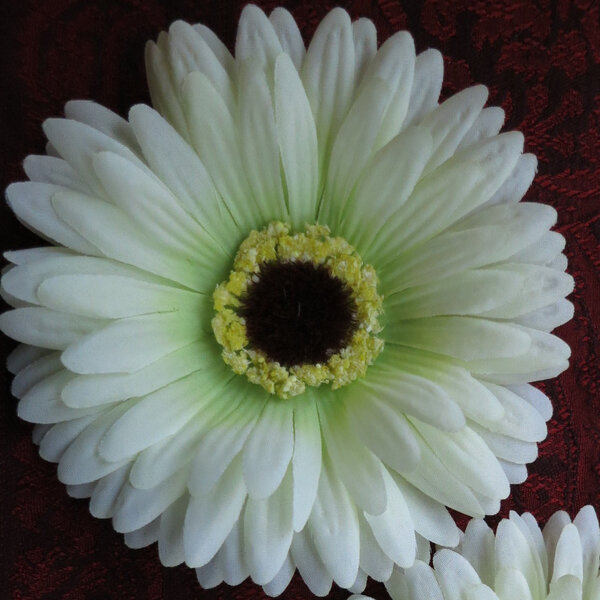 Cream-Green Gerbera 2 x