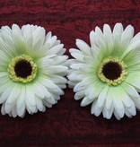 Haarblüte creme-grüne Gerbera 2 x