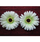 Haarblüte creme-grüne Gerbera 2 x