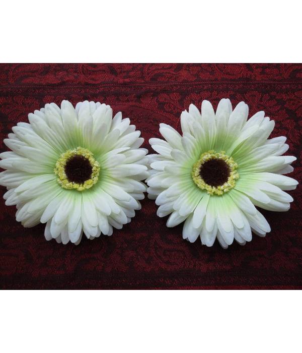 Haarblüte creme-grüne Gerbera 2 x