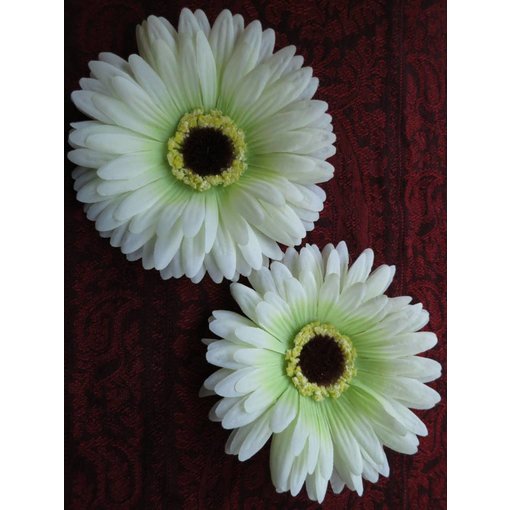 Creme-grüne Gerbera 2 x