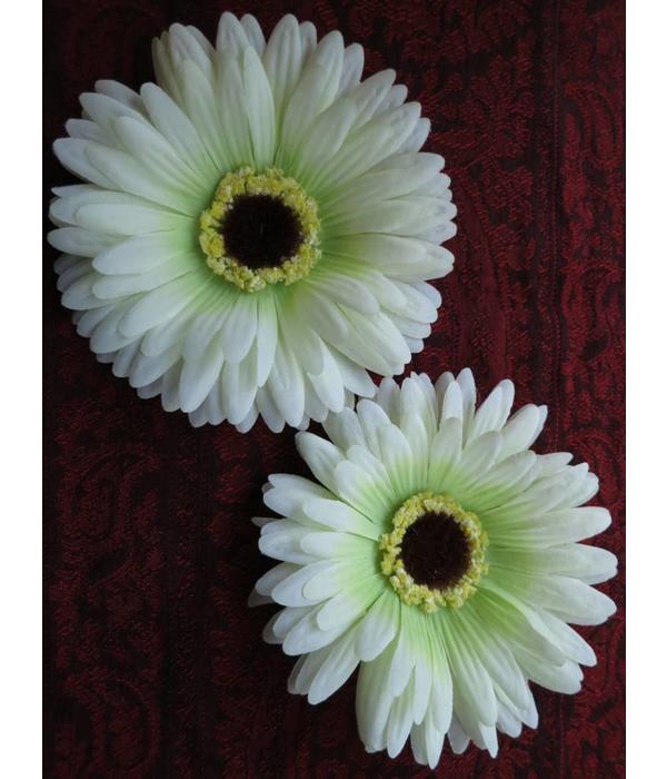 Haarblüte creme-grüne Gerbera 2 x