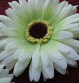 Cream-Green Chrysanthemum Hair Flower 2 x