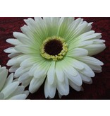 Haarblüte creme-grüne Gerbera 2 x