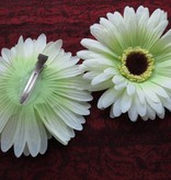 Haarblüte creme-grüne Gerbera 2 x