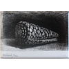 Magneet De Schelp