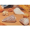 Postcard Shells Rembrandt House