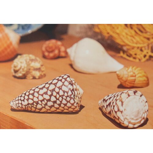 Postcard Shells Rembrandt House 