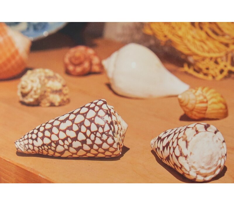 Postcard Shells Rembrandt House