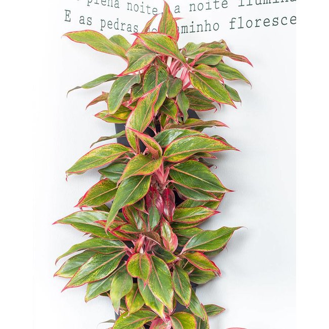 Minigarden  Groene wand  hoekkolom