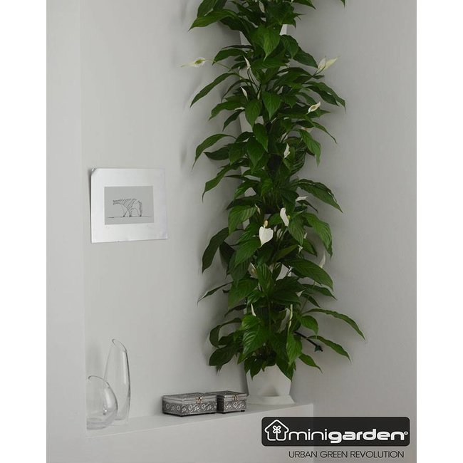 Minigarden  Groene wand  hoekkolom