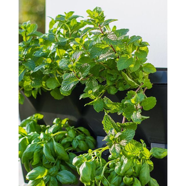 Minigarden Vertical Kitchen Garden