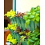 Minigarden Vertical en Corner 1.75m2 combinatie pakket
