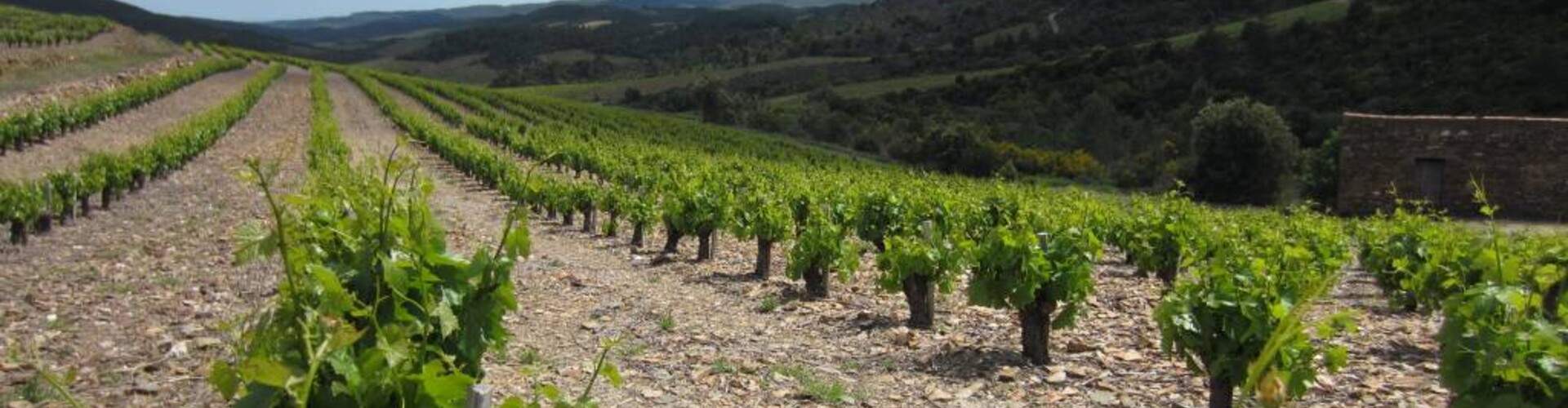 Mijn favoriete Languedoc-wijn per druivensoort 