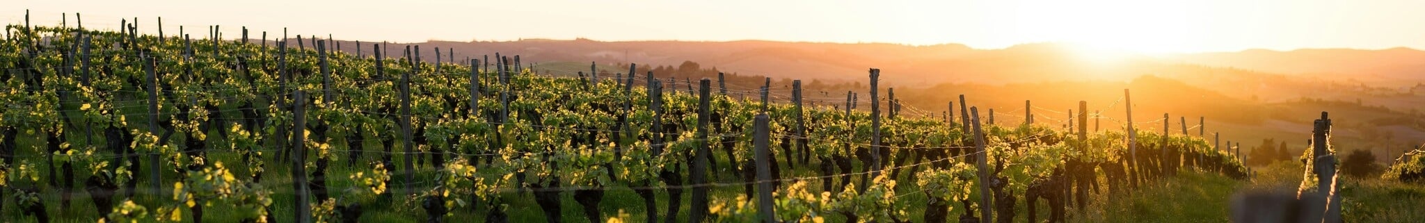Rote Weine aus Italien