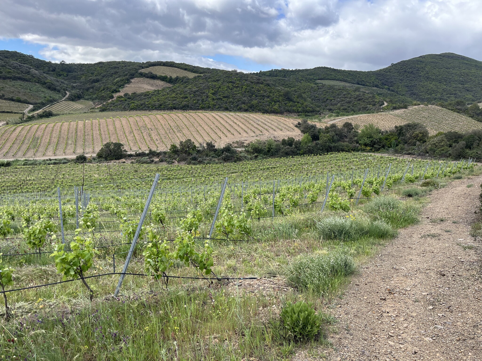 Roséwein aus Frankreich
