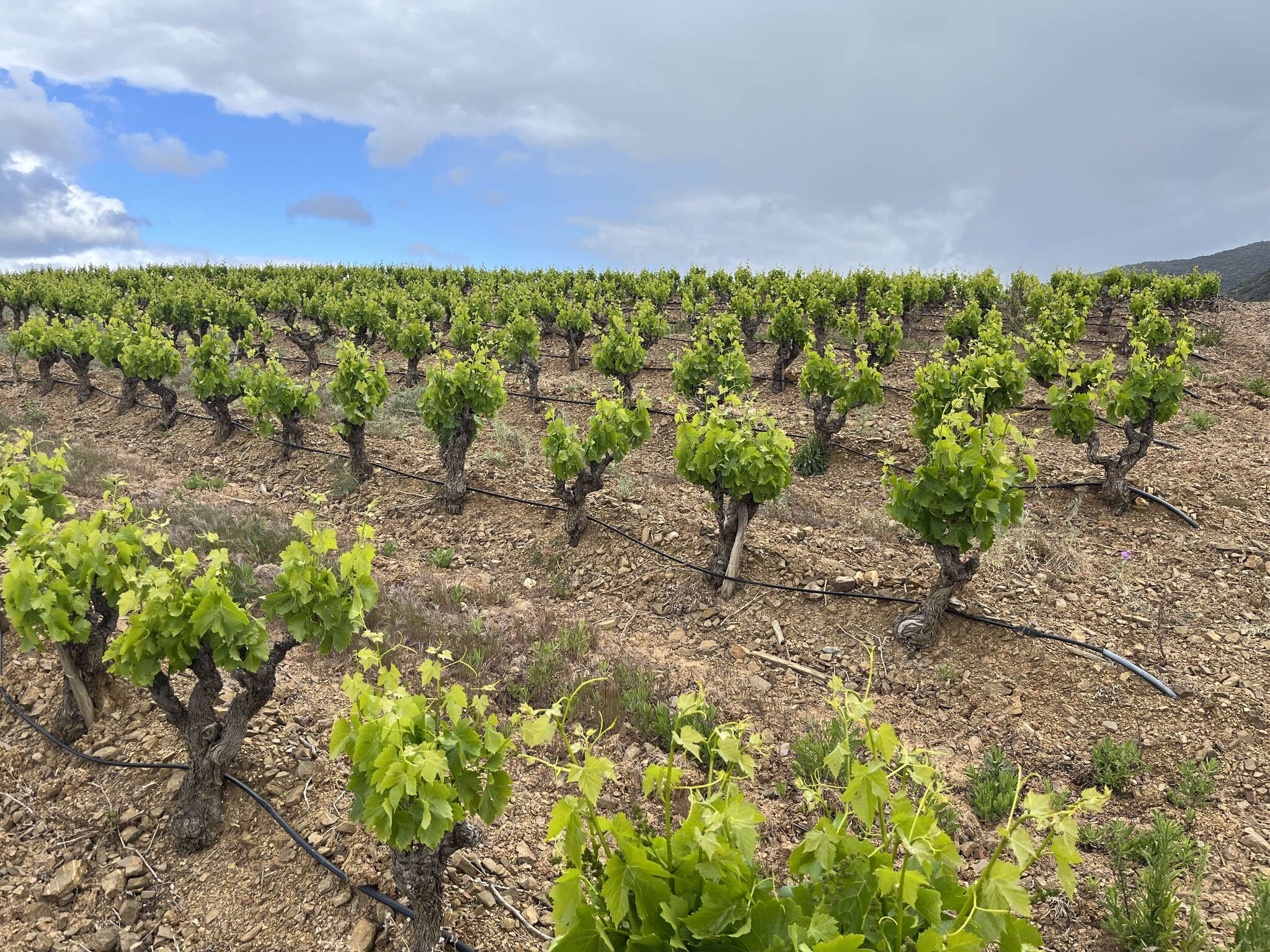 Roséweine aus dem Languedoc