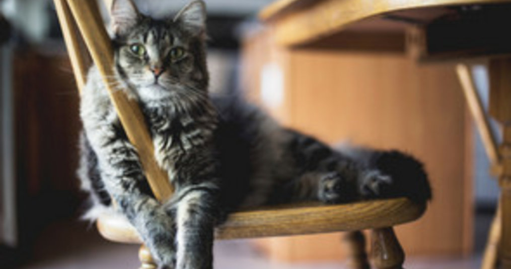 Ook je kat leer je trucjes op deze manier!