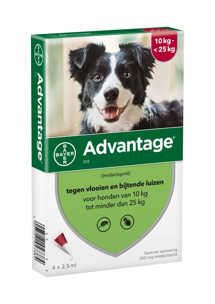 Advantage Hond
