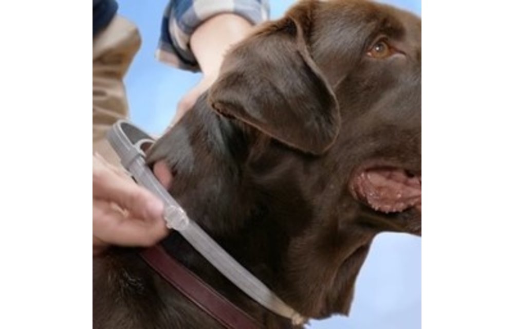 Seresto Hond