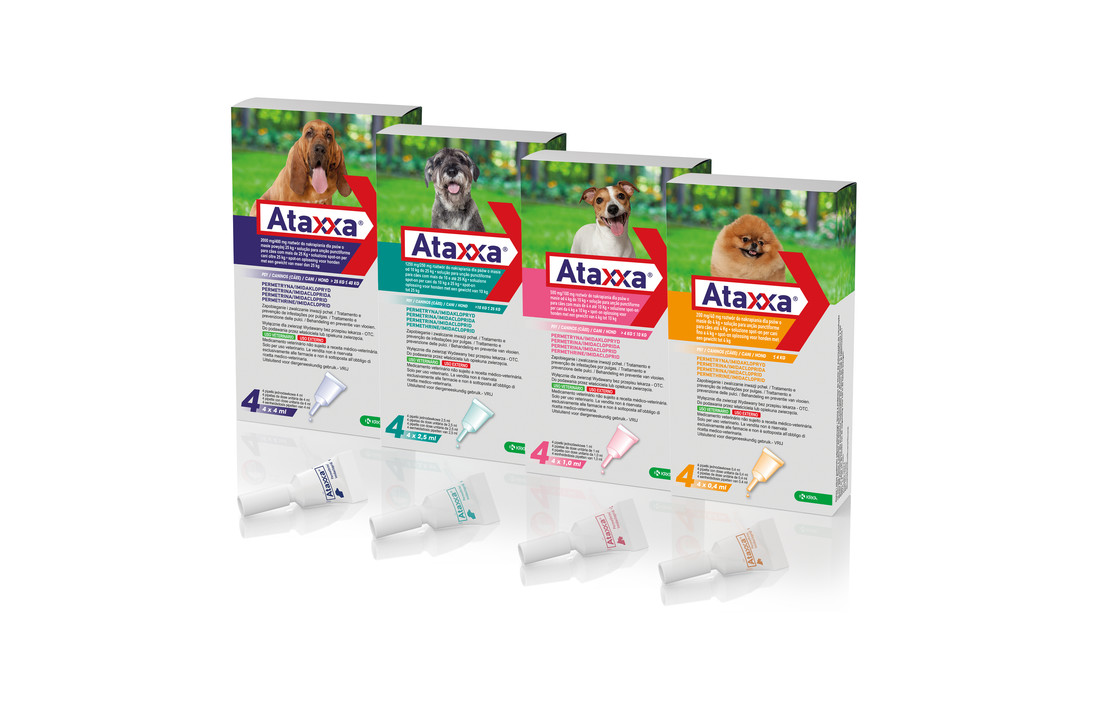 Ataxxa Hond