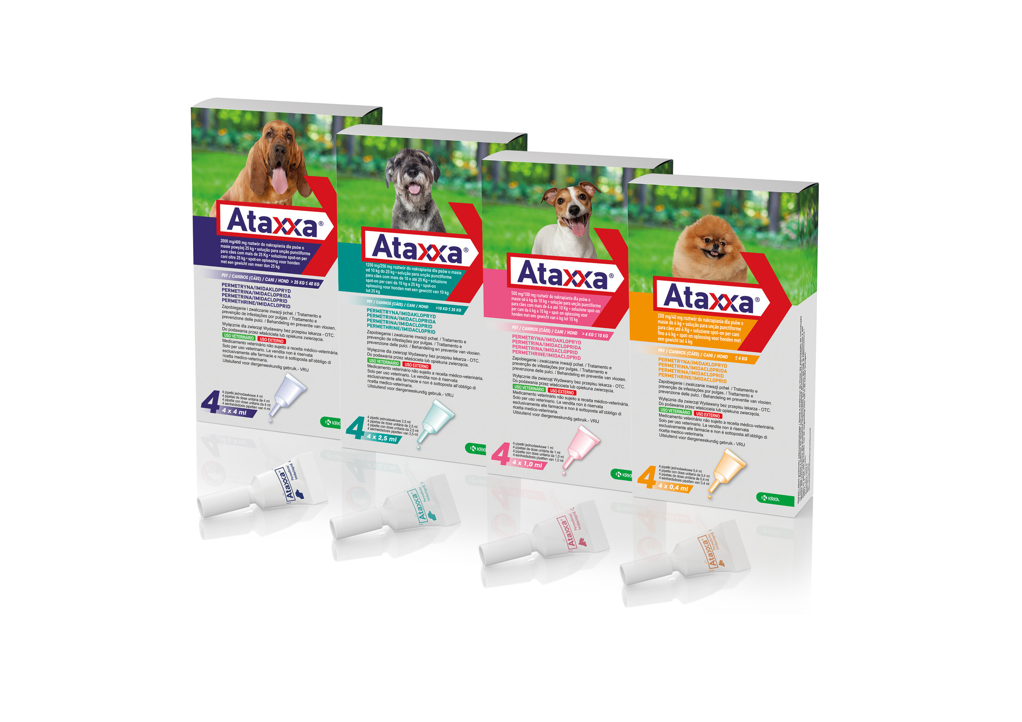 Ataxxa Hond