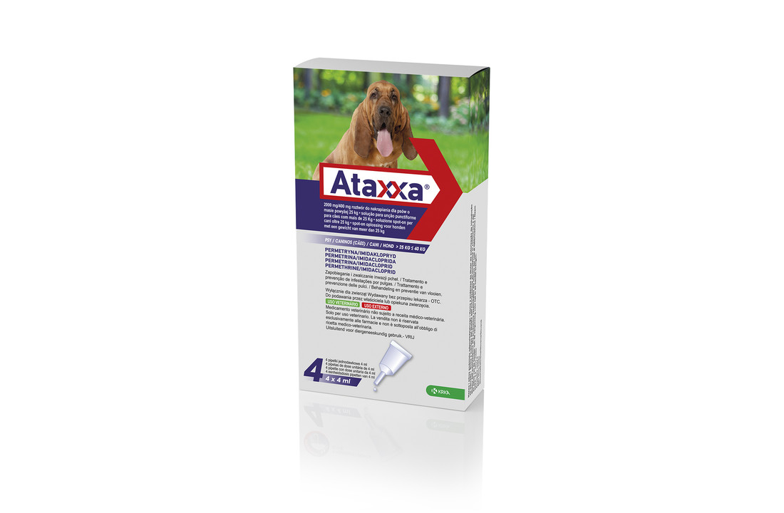 Ataxxa Hond