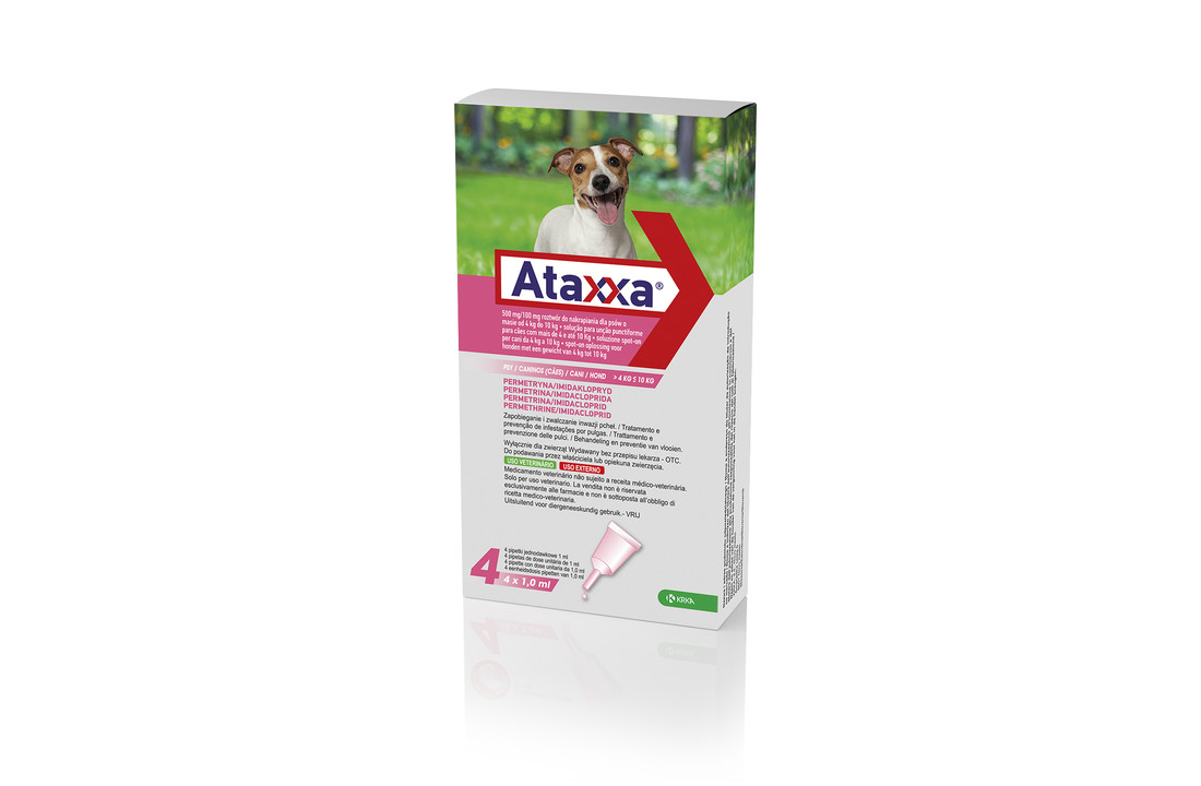 Ataxxa Hond