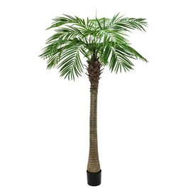 EUROPALMS EUROPALMS Phoenix palm tree luxor, 150cm