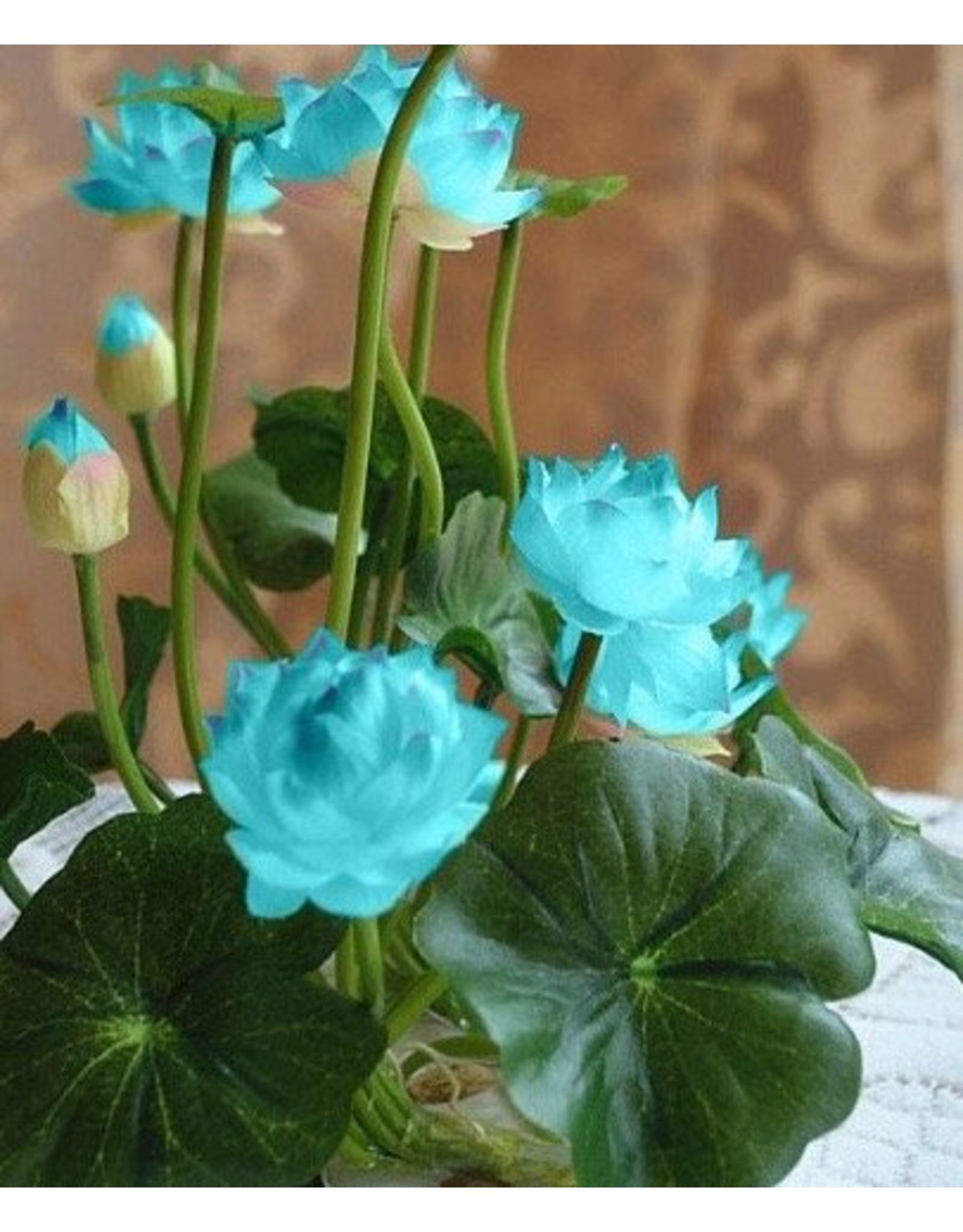 Lotuszaden voor kleine lotusbloemen