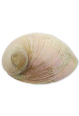 Abalone shell cream
