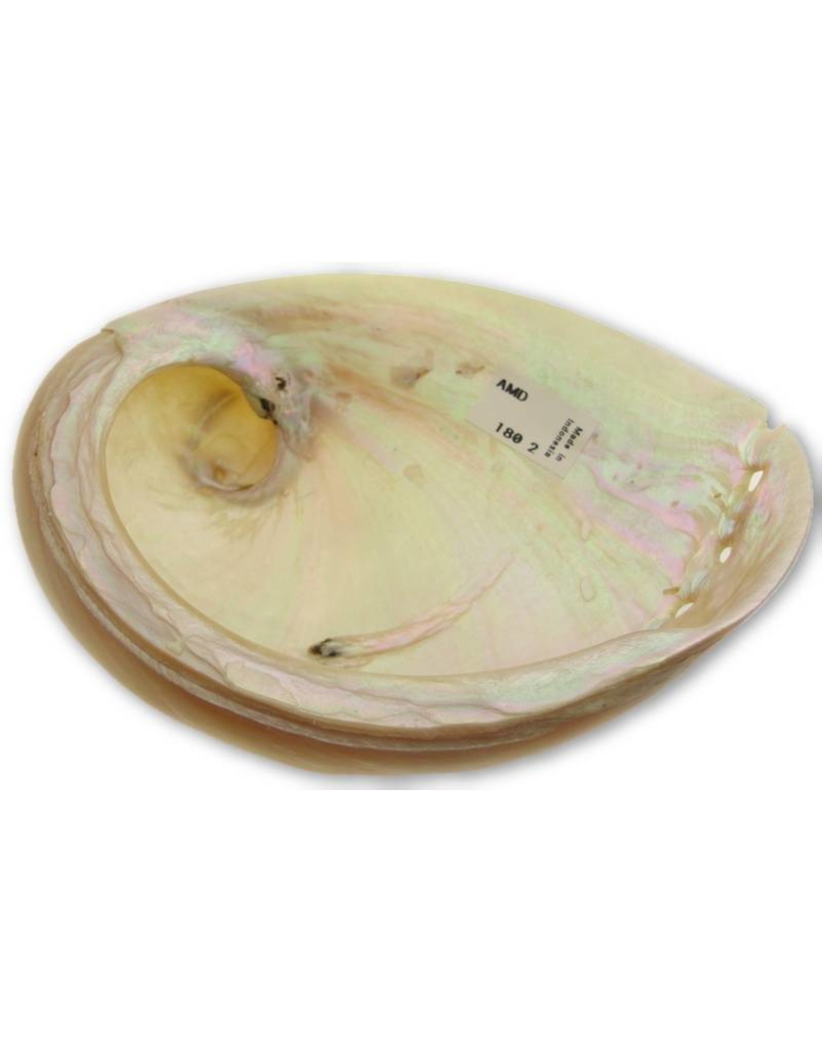 Abalone shell cream