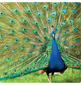 ZintenZ postcard Peacock