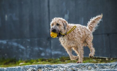 Wie hältst Du die Gelenke Deines Hundes gesund?