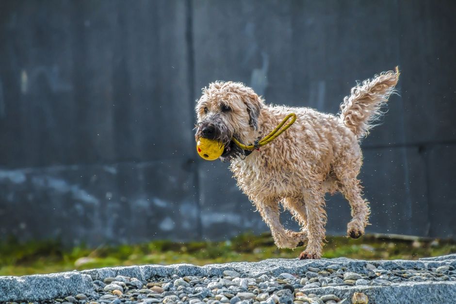 Wie hältst Du die Gelenke Deines Hundes gesund?