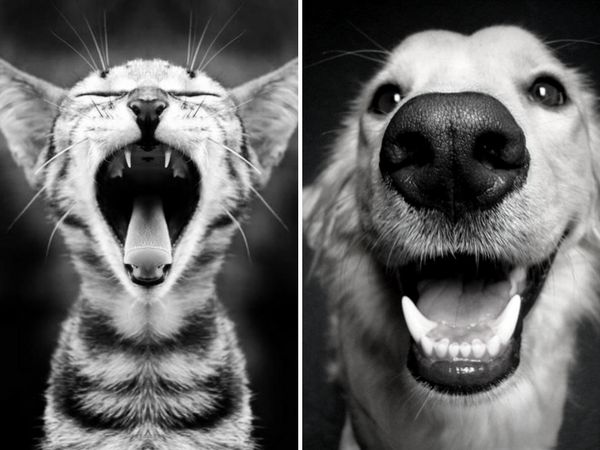 Zahnpflege für Hunde und Katzen