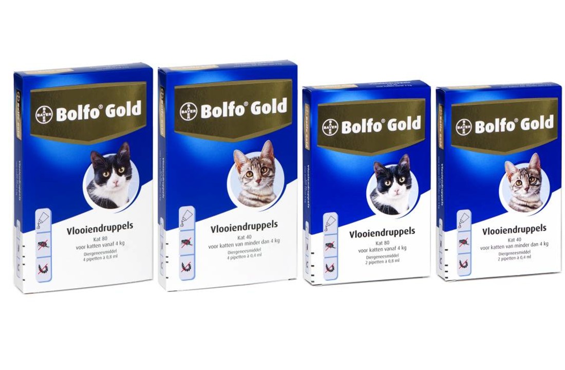 Bolfo Gold Katze