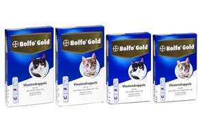 Bolfo Gold Katze