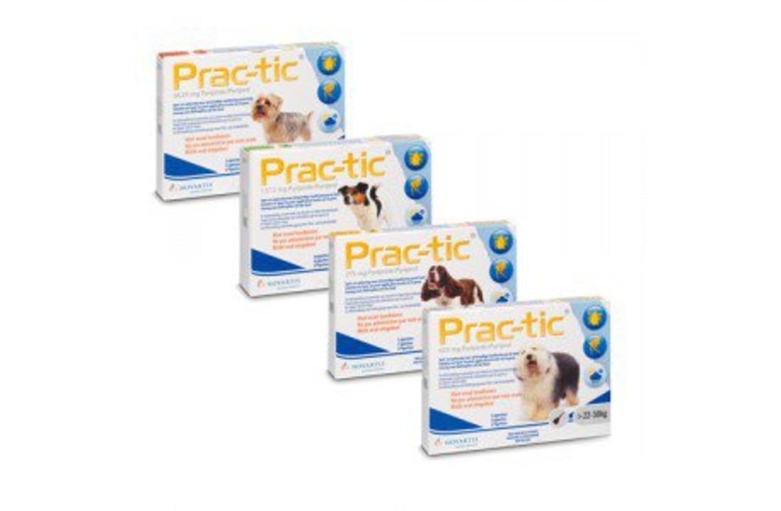 Prac-tic Hund